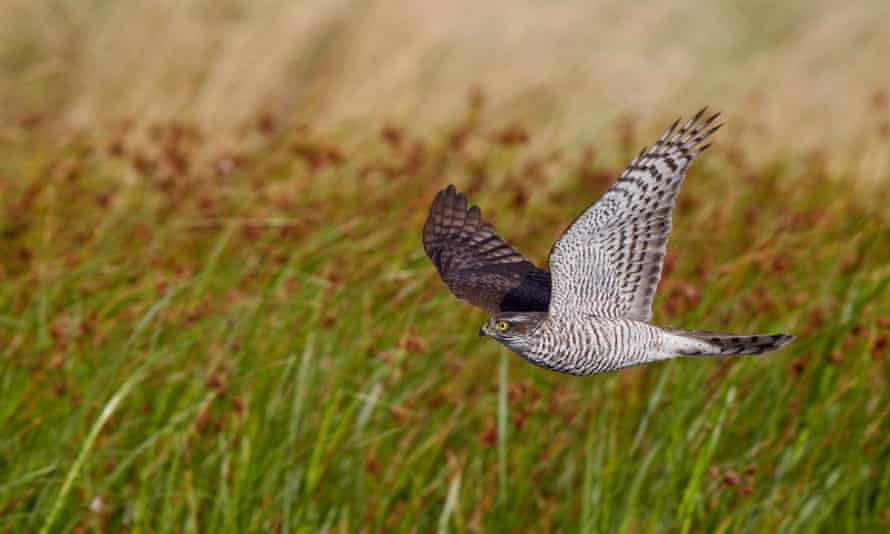 The sparrowhawk is the bird of prey you’re most likely to spot in your garden.