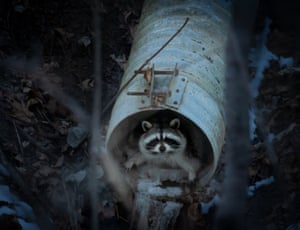 ‘Trash Panda’ - A raccoon peeks out from a drain pipe in Toronto