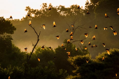 Straw-coloured fruit bats returning to roost at sunrise in Kasanka.