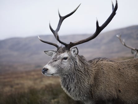 Red Deer Stag