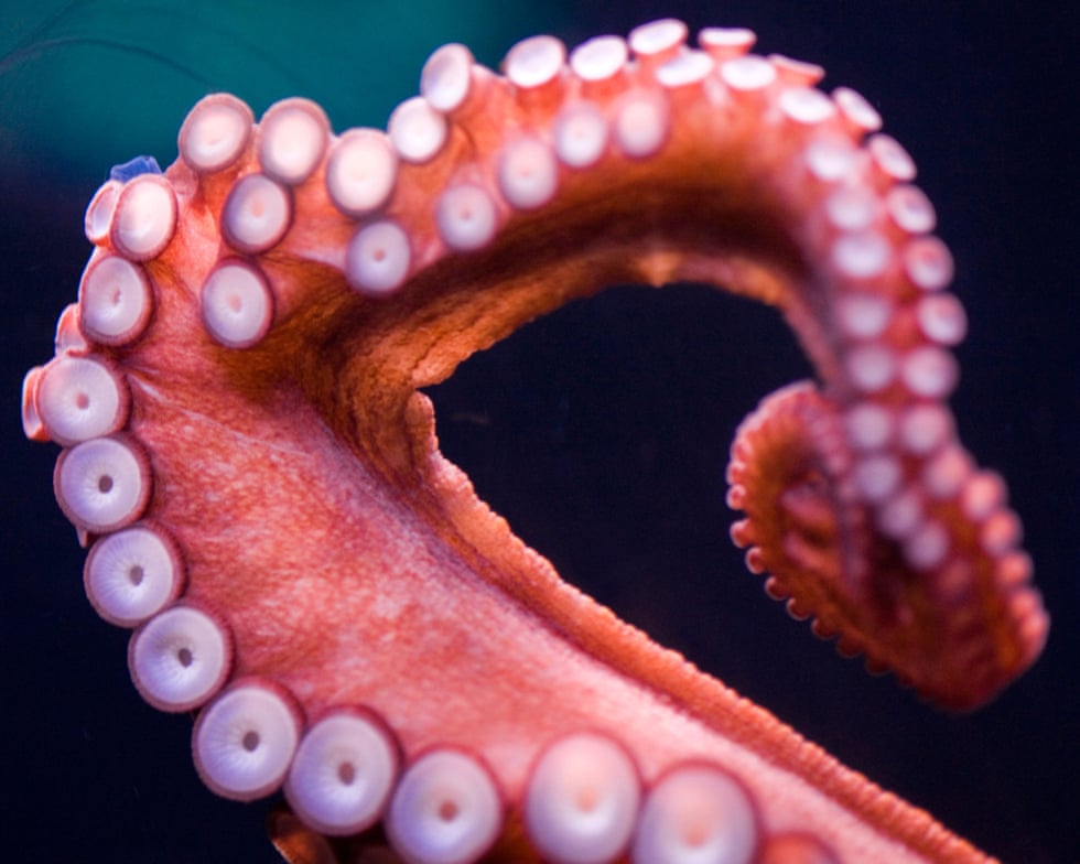 Octopuses prefer to use different arms for different tasks, scientists find Octopuses prefer to use different arms for different tasks, scientists find