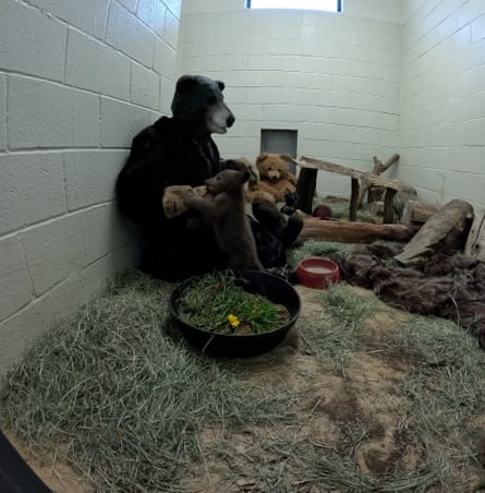 A human in a bear costume feeds a bear cub in an enclosed habitat