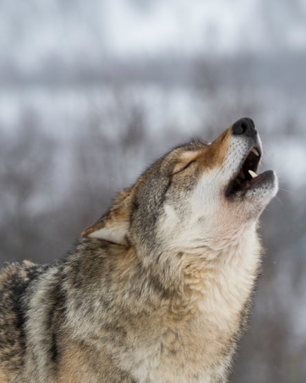 Closeup of a grey wolf (Canis lupus) howling in the snow at a wildlife park in northern Norway