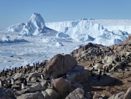 A colony of Adélie penguins on the east Antarctic coast.