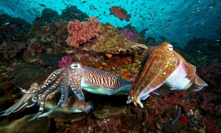 Two Pharaoh cuttlefish engaging in mating behaviour.