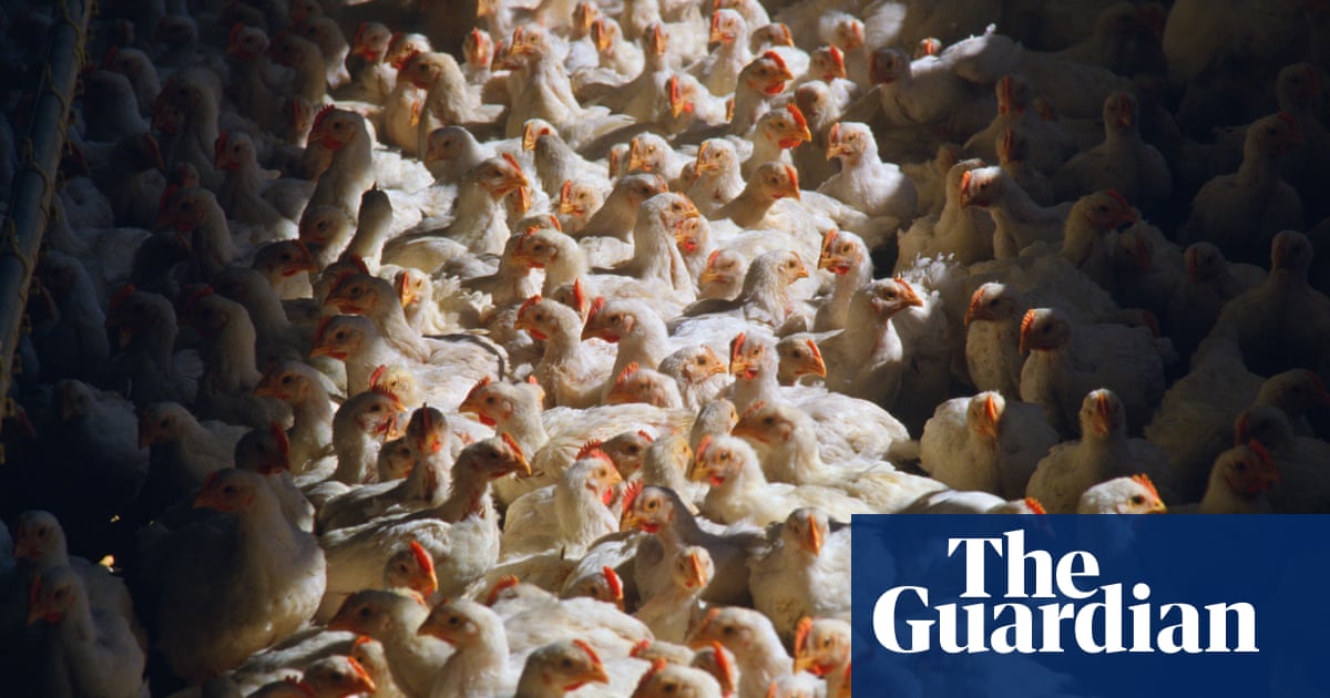 ‘They’re cooking them alive’: calls to ban ‘cruel’ killing methods on US farms