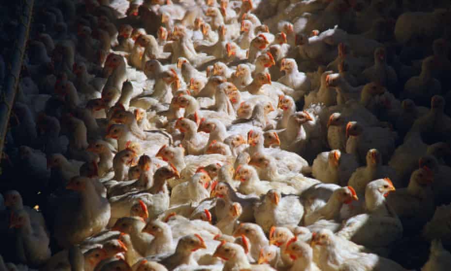 Adult broiler chickens in a poultry house in Pennsylvania US