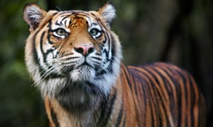 A female zookeeper has died after being attacked by a tiger in Hamilton, New Zealand.