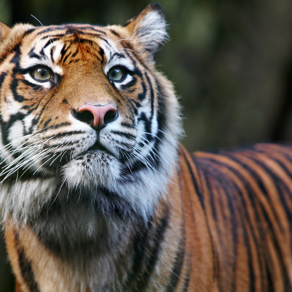 Tiger King Backlash Carole Baskin Doc Antle Animal Rights Activists Aren T Happy With The Series The Washington Post