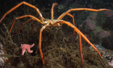 Seaspider image from British Antarctic Survey. The Antarctic and Southern Oceans are teeming with life, yet protection measures are weak as the continent faces increased threats from fishing, tourism and science programs, according to a report by scientists reviewing recent studies.
