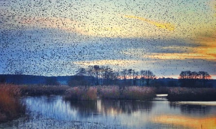 Starling murmuration at RSPB Ham Wall, Avalon Marshes, Somerset