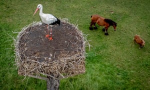 Uma cegonha empoleirada em um ninho acima de cavalos em um prado em Wehrheim, Alemanha