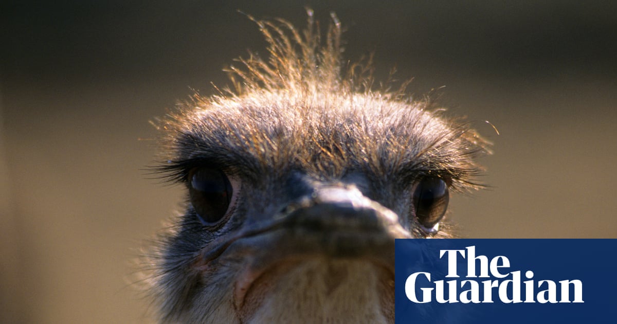 Which country music legend was almost killed by an ostrich? The Saturday quiz