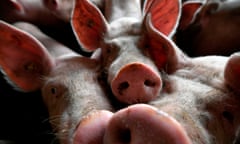 FILES-PHILIPPINES-HEALTH-AGRICULTURE-ECONOMY<br>(FILES) In this file photo taken on August 19, 2019 Pigs are pictured at Poetterhof, a species-appropriate pig farm in Brueggen, western Germany. - The Philippines on Monday reported its first cases of African swine fever, becoming the latest country hit by the disease that has killed pigs from Slovakia to China, pushing up pork prices worldwide. (Photo by INA FASSBENDER / AFP)INA FASSBENDER/AFP/Getty Images