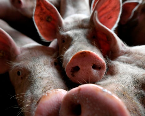 FILES-PHILIPPINES-HEALTH-AGRICULTURE-ECONOMY<br>(FILES) In this file photo taken on August 19, 2019 Pigs are pictured at Poetterhof, a species-appropriate pig farm in Brueggen, western Germany. - The Philippines on Monday reported its first cases of African swine fever, becoming the latest country hit by the disease that has killed pigs from Slovakia to China, pushing up pork prices worldwide. (Photo by INA FASSBENDER / AFP)INA FASSBENDER/AFP/Getty Images