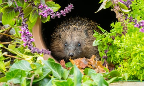 A hedgehog inside a clay drainage pipe surrounded by colourful flowering plants
