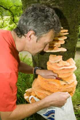 Harvesting edible funghi in skelghyll woods, Ambleside, Lake district, UK