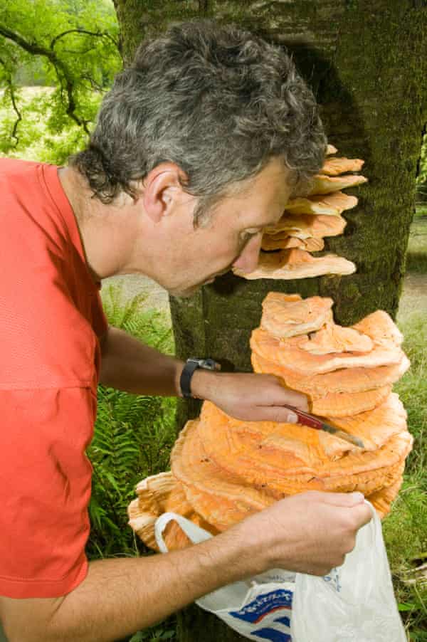 zbieranie grzybów jadalnych w skelghyll woods, Ambleside, Lake District, UK