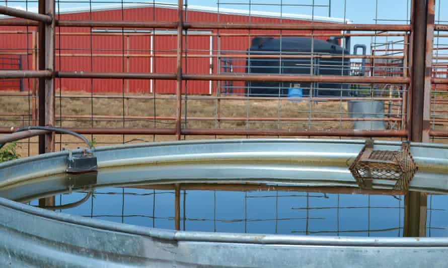 Harvested rainwater from a collection tank trickles into a livestock watering trough on the Bob Durham Ranch.