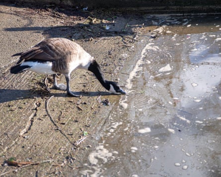 A Canada goose examines the water at the River Thames in Datchet, Berkshire