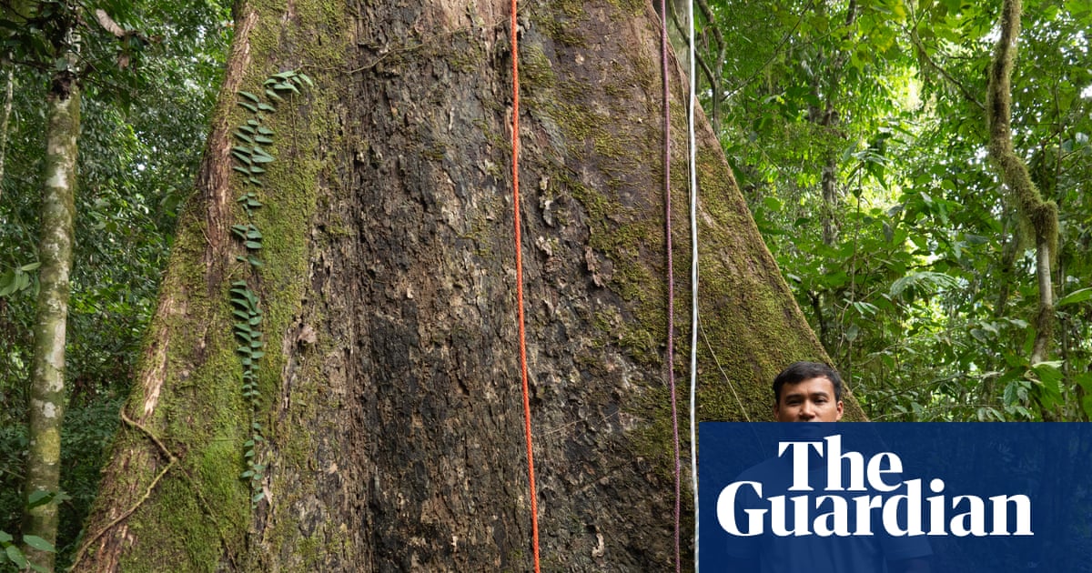 Experience: I climbed the tallest tropical tree in the world