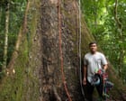 Experience: I climbed the tallest tropical tree in the world