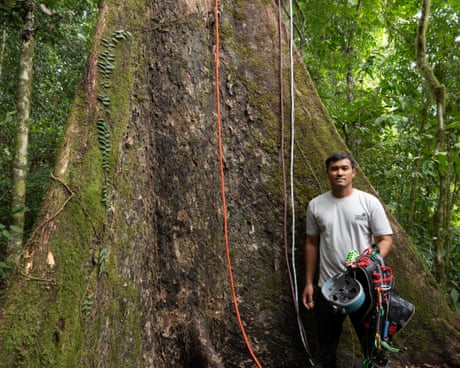 Experience: I climbed the tallest tropical tree in the world