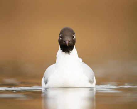 A closeup of a black-headed gull swimming on lake in Bedfordshire in March