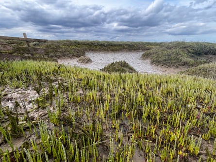 Samphire growing on the island.