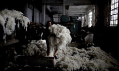 Worker at wool-cleaner plant, Buenos Aires.