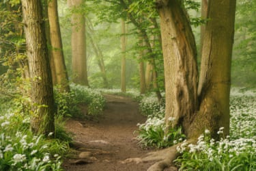 A path through a wood, with wild garlic flowers