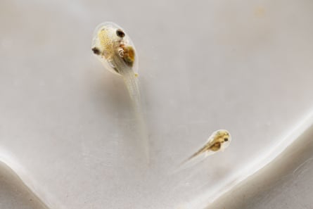 Two tadpoles in a petri dish