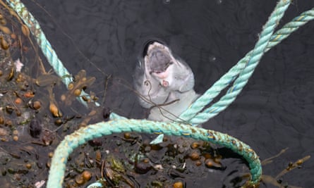 A fish with gaping open mouth struggles next to ropes