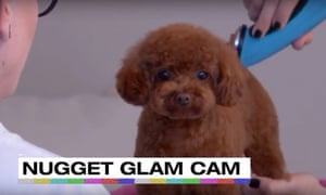 Un fin de semana con Katy Perry transmisión en vivo: la meditación, James Corden ... - El Tutor 3 Perry’s dog Nugget.