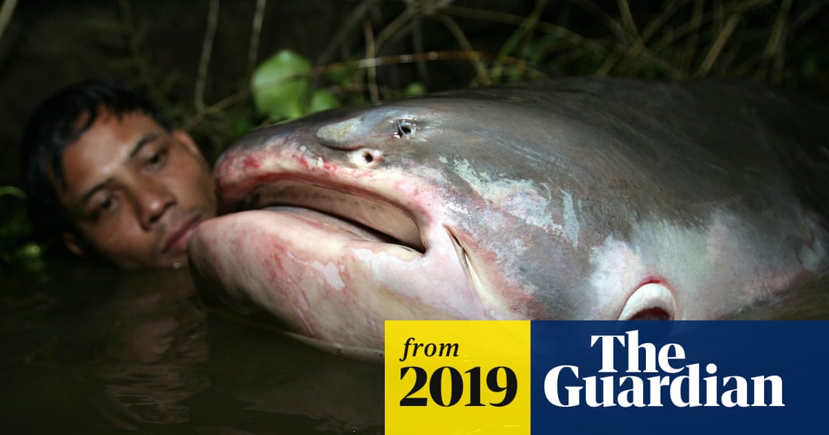 Giant river animals on verge of extinction, report warns | Conservation
