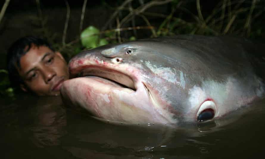 Giant river animals on verge of extinction, report warns | Conservation