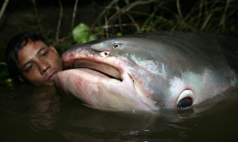 The Mekong giant catfish is classified as critically endangered.