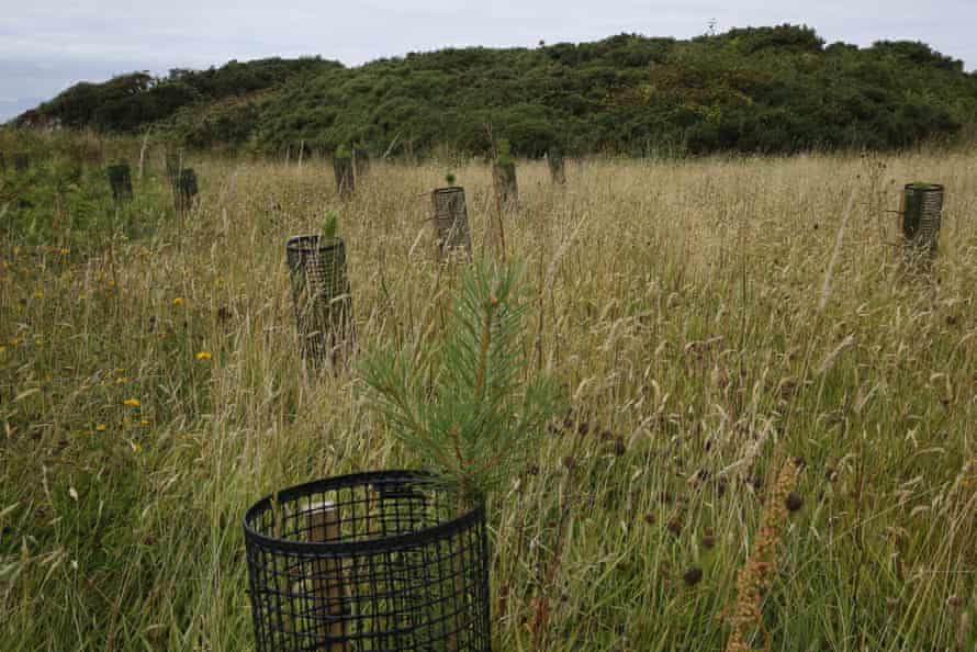 Freshly planted Scots pines.