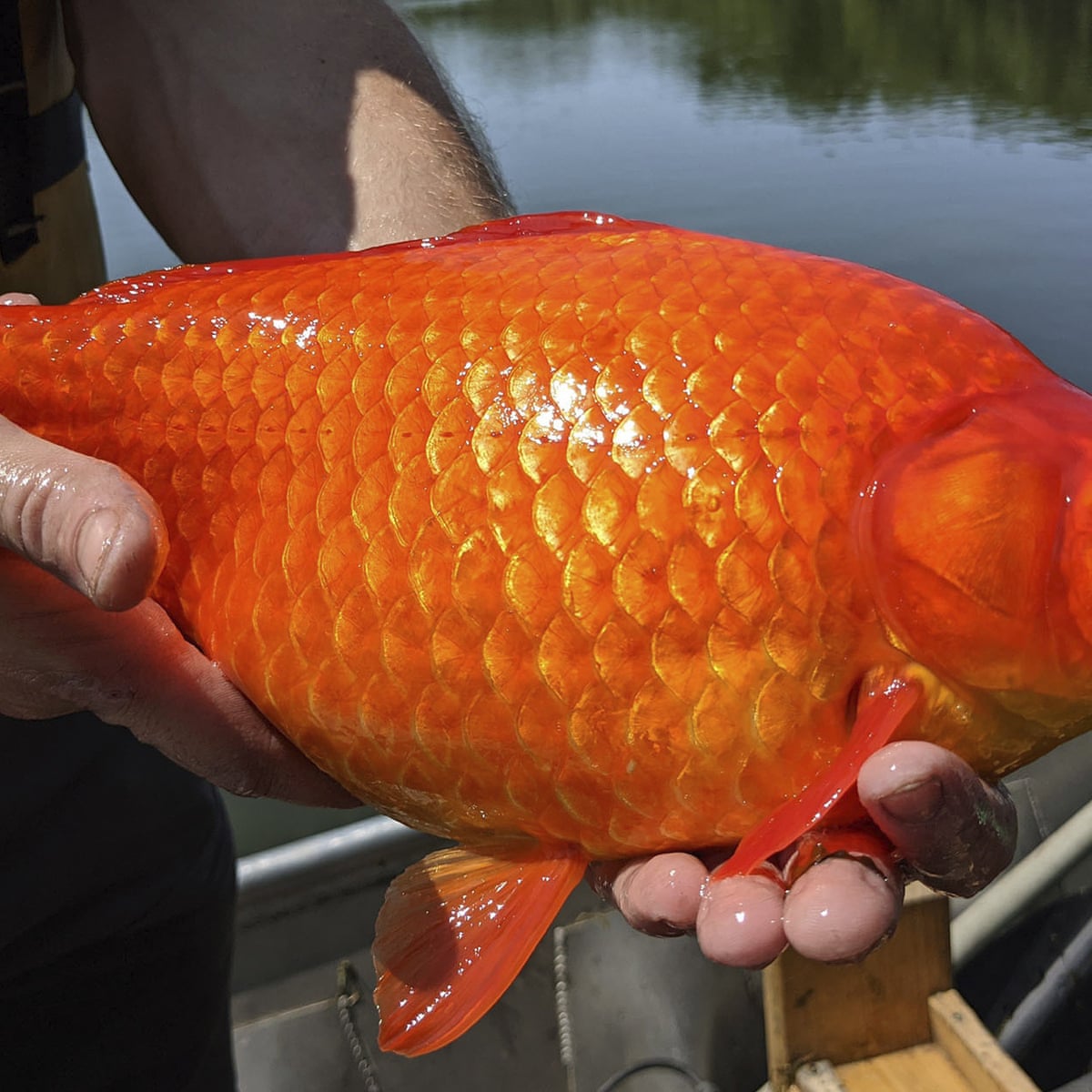 Goldfish Dumped In Lakes Growing To More Than 1ft Threatening Ecosystems Invasive Species The Guardian Goldfish Dumped In Lakes Growing To More Than 1ft Threatening Ecosystems Invasive Species The Guardian
