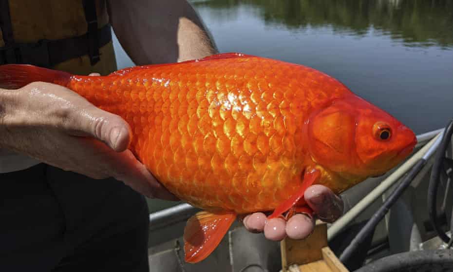 As many as 200m goldfish are bred for the pet trade every year; too many of them end up dumped in lakes where they can grow to more than 1ft.