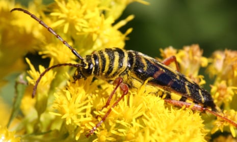 a big stripey beetle on a yellow flower