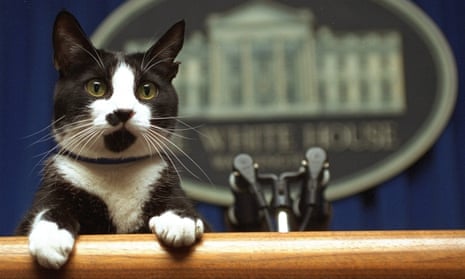 Socks the cat at the podium of the White House briefing room in 1994.