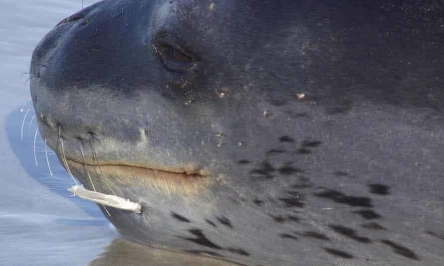 Leopard seal with a shark spine lodged in its face.