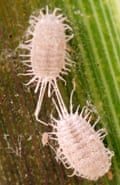 Mealybugs on a stem