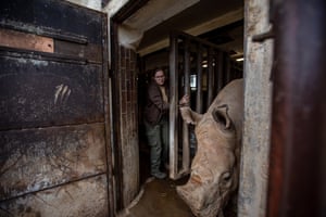 Dvur Kralove, Czech RepublicA keeper lets out a white rhino to an outside enclosure at a safari park