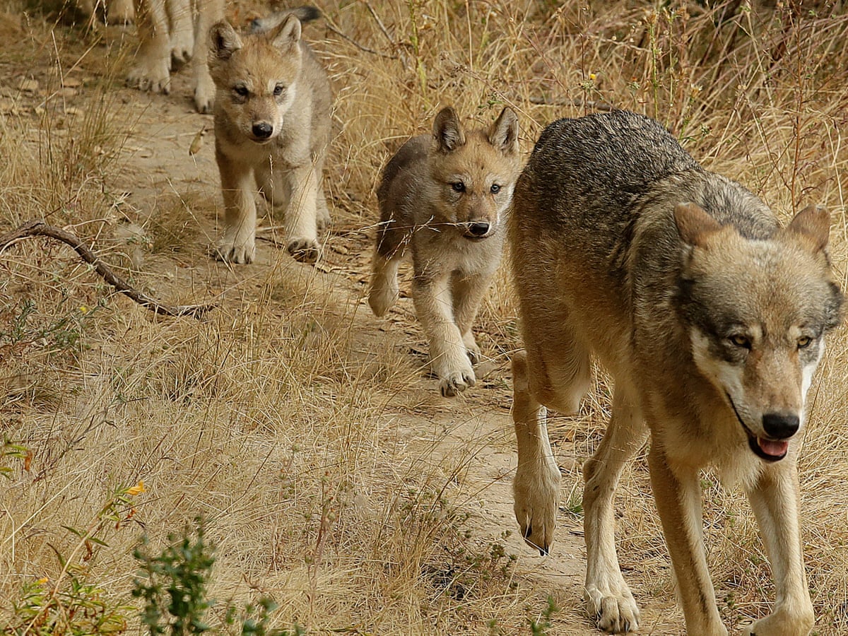 Gray Wolf Pack With Puppies