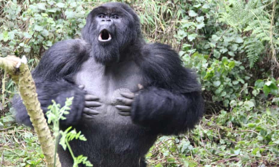 A silverback gorilla chest-beating
