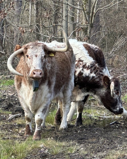 Longhorn cattle in the Kent woods.