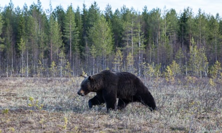 a European brown bear in a Finland forest