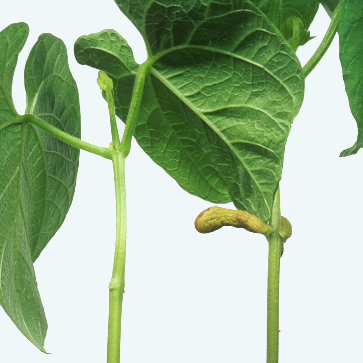 Food For Thought French Bean Plants Show Signs Of Intent Say Scientists Plants The Guardian